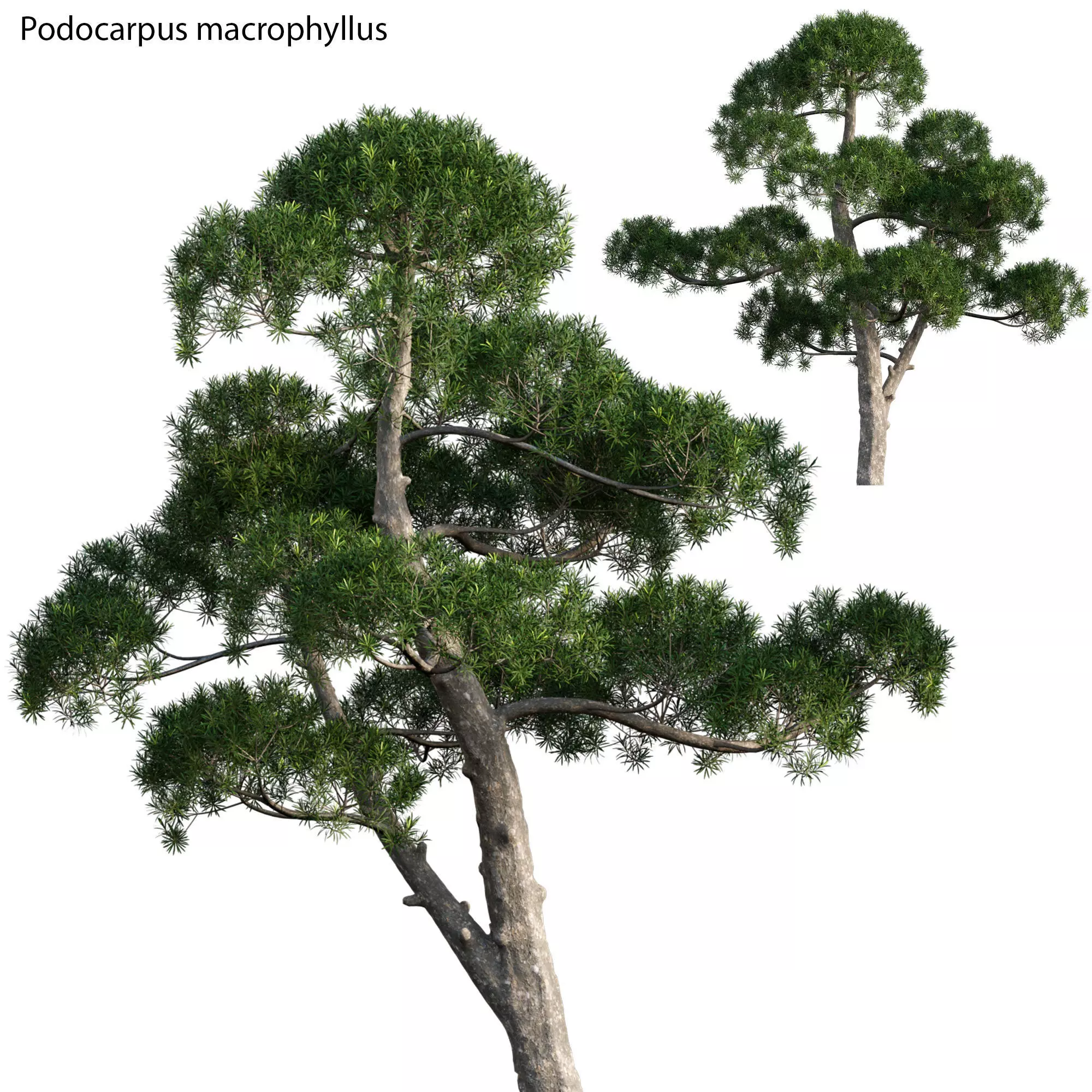 Podocarpus macrophyllus - yew plum pine 04 3D model_0