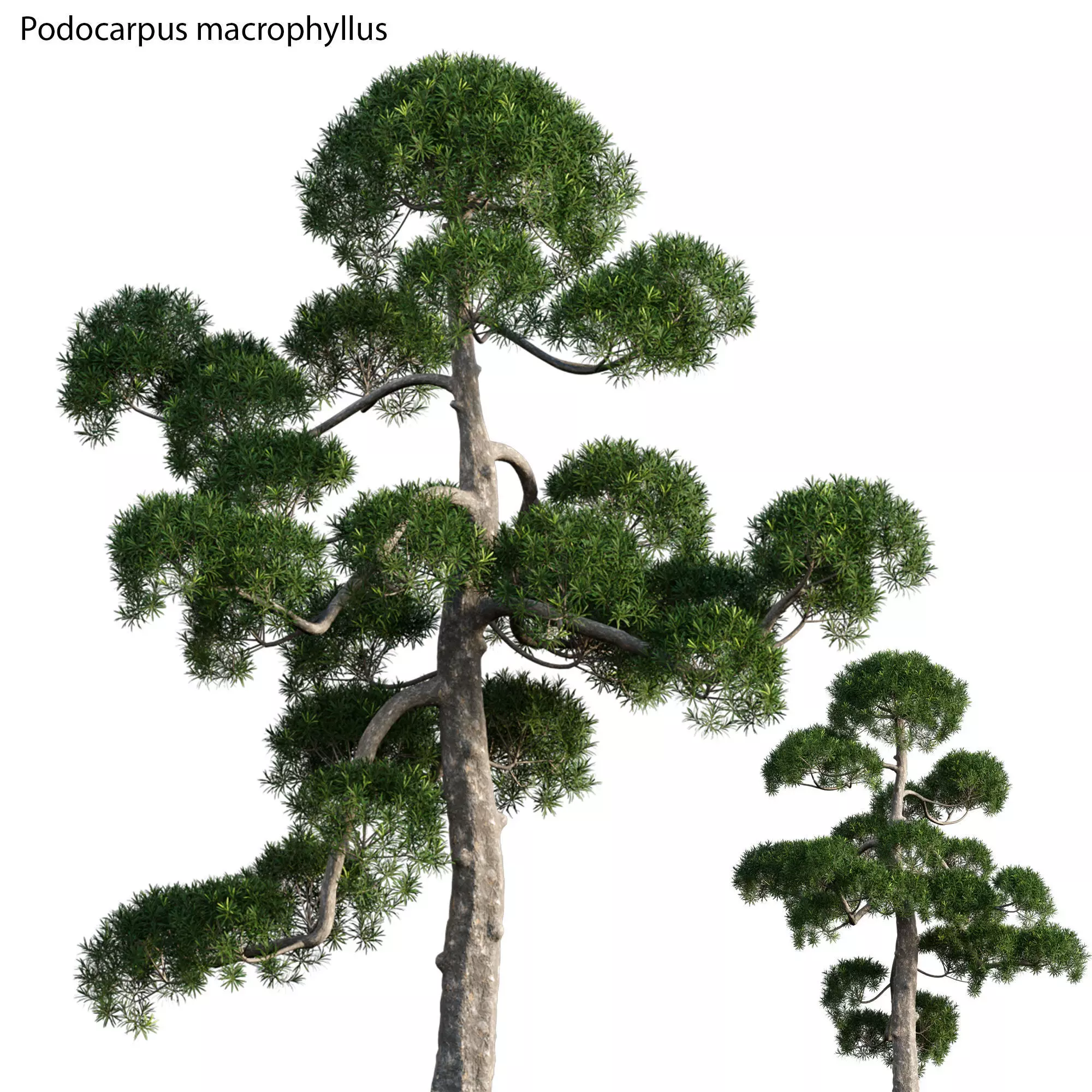 Podocarpus macrophyllus - yew plum pine 06 3D model_0
