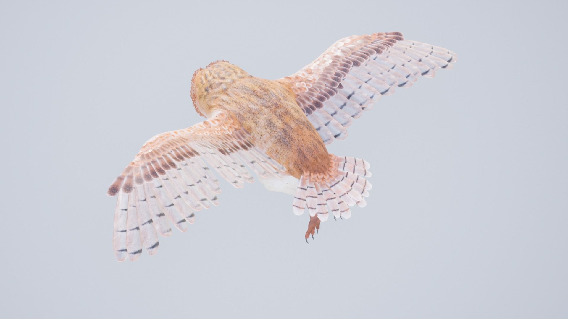 Barn Owl Low-poly 3D model_13