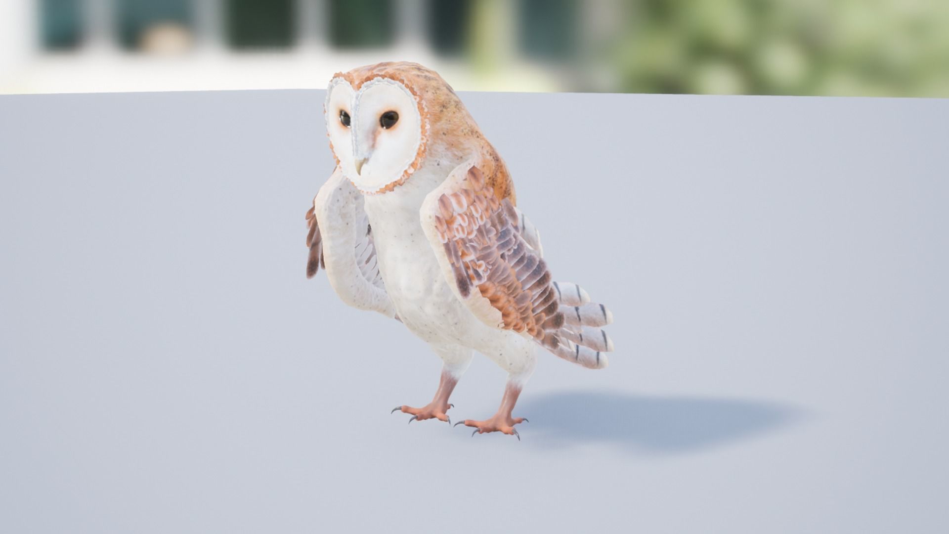 Barn Owl Low-poly 3D model_11