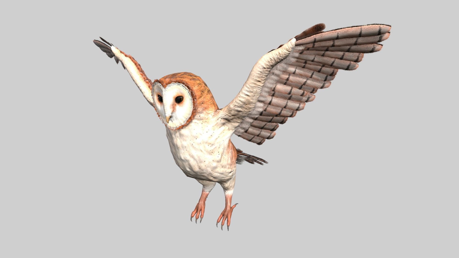 Barn Owl Low-poly 3D model_2