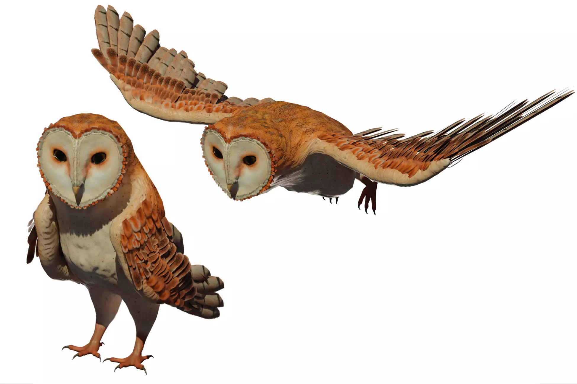 Barn Owl Low-poly 3D model_0