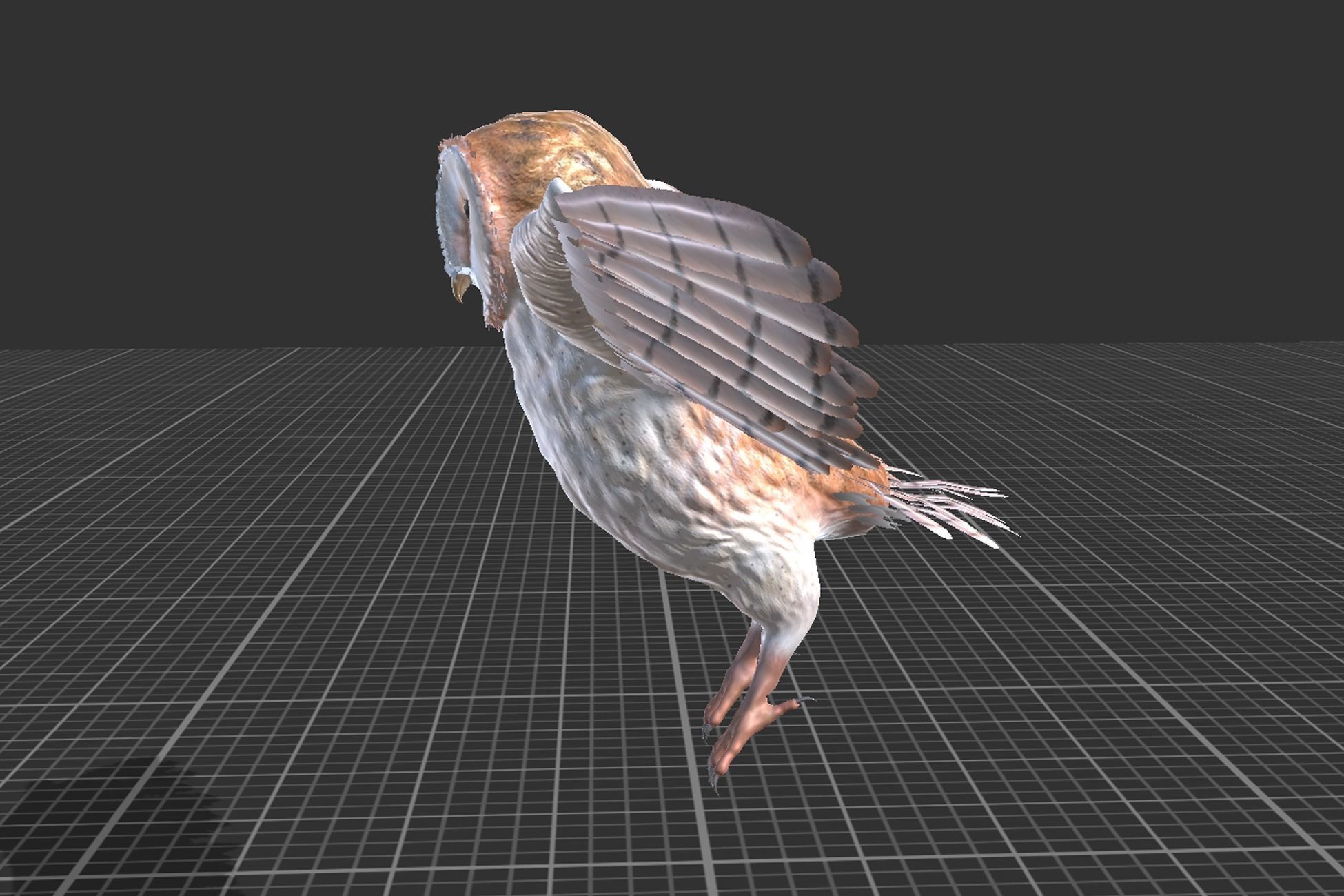 Barn Owl Low-poly 3D model_4