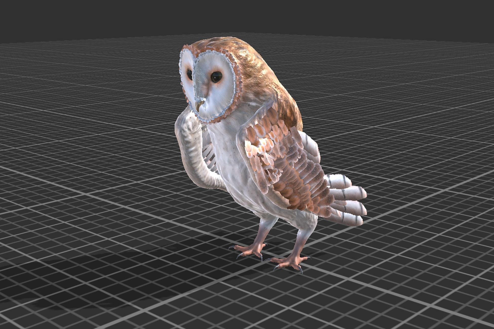Barn Owl Low-poly 3D model_8