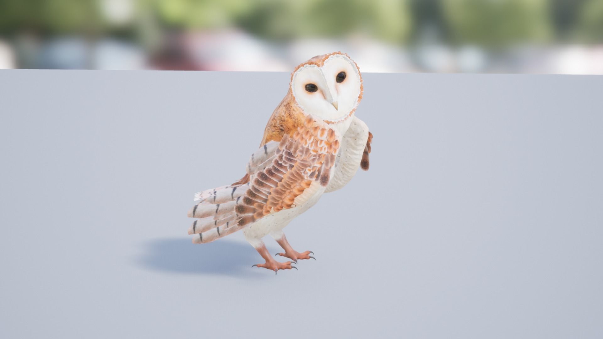 Barn Owl Low-poly 3D model_12