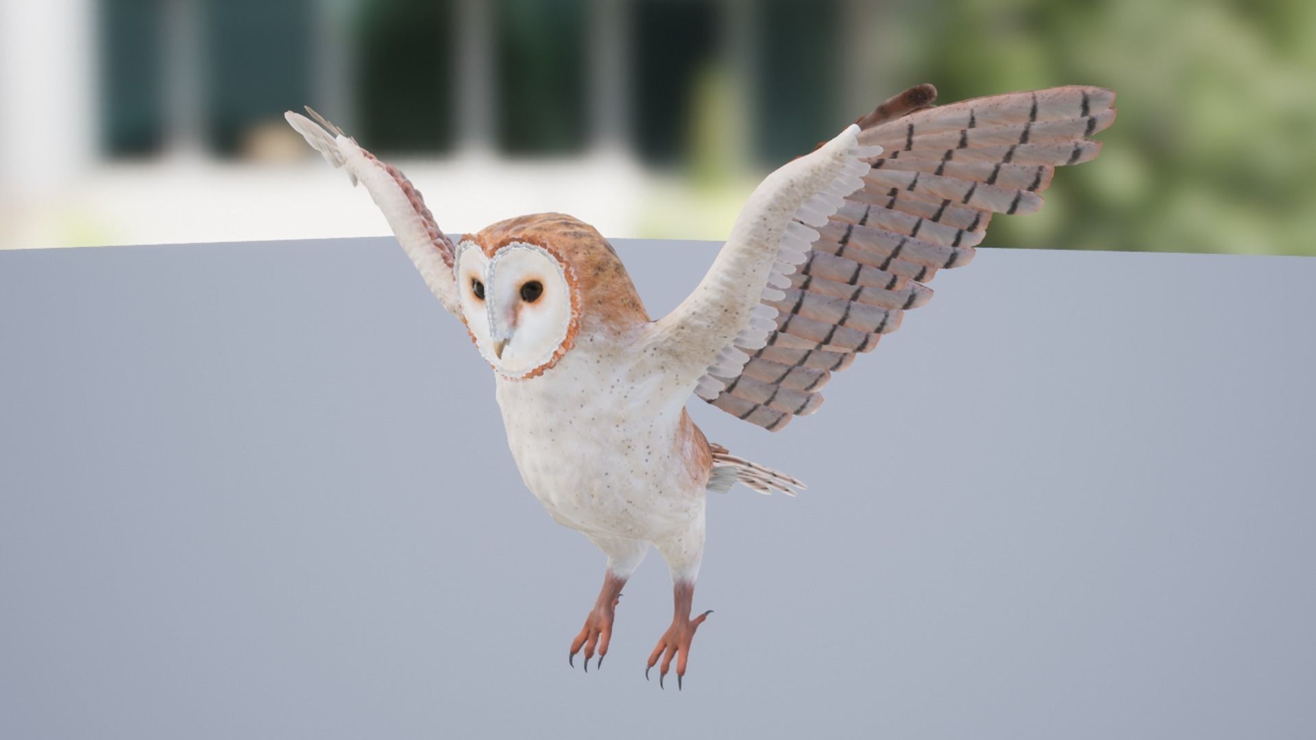 Barn Owl Low-poly 3D model_10