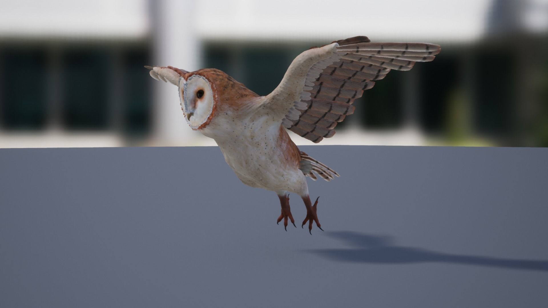 Barn Owl Low-poly 3D model_14