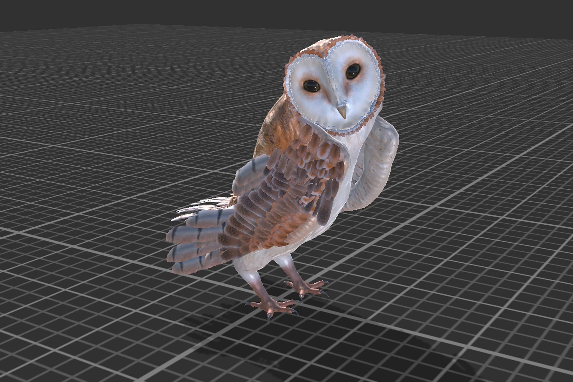 Barn Owl Low-poly 3D model_9