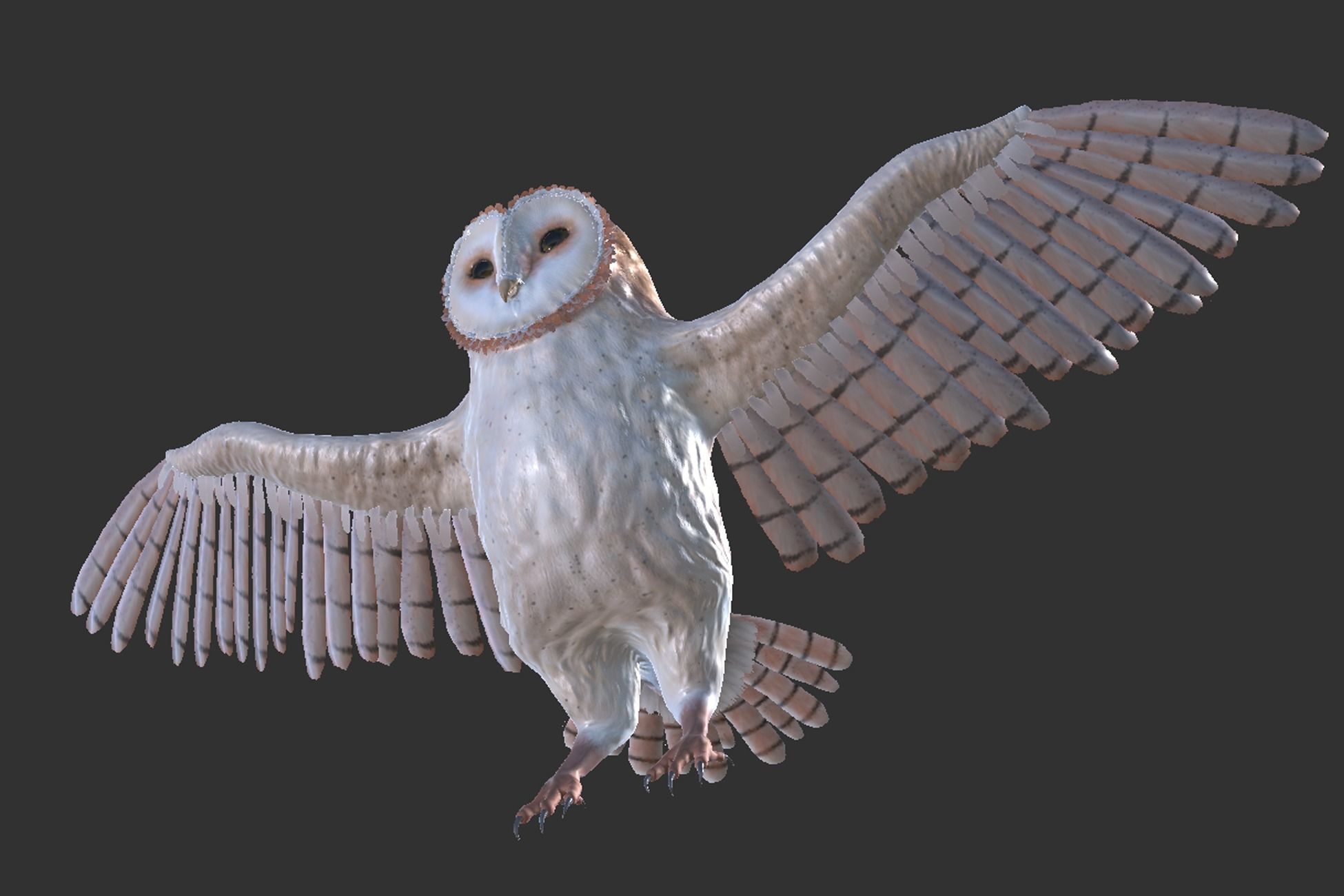 Barn Owl Low-poly 3D model_7