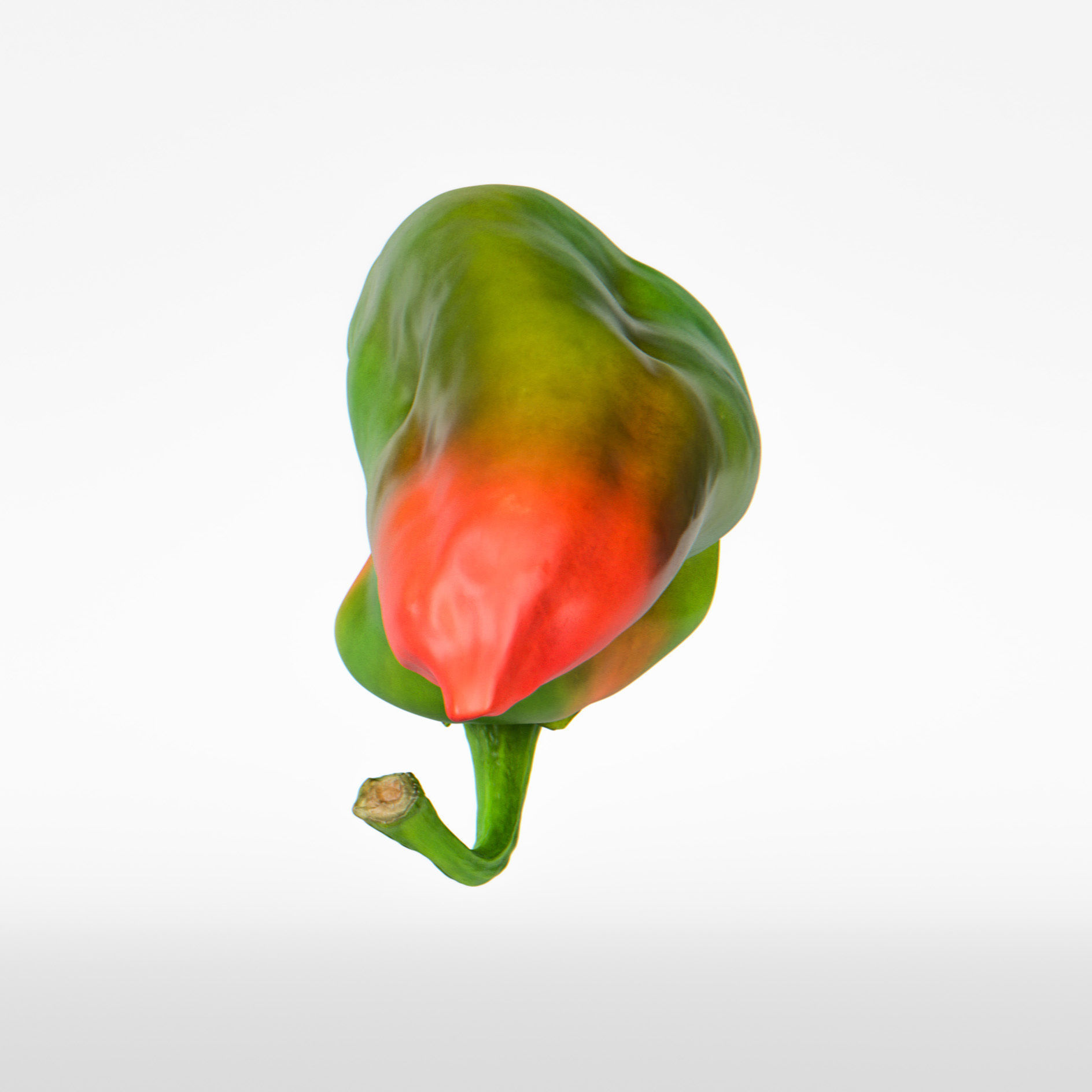 Paprika 3D model_7