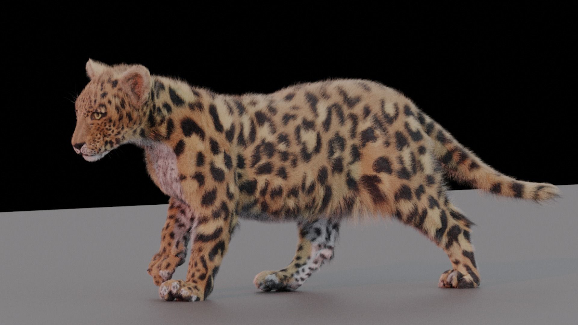 Jaguar leopard puma Fur Rigged and ANIMATED 3D model_4