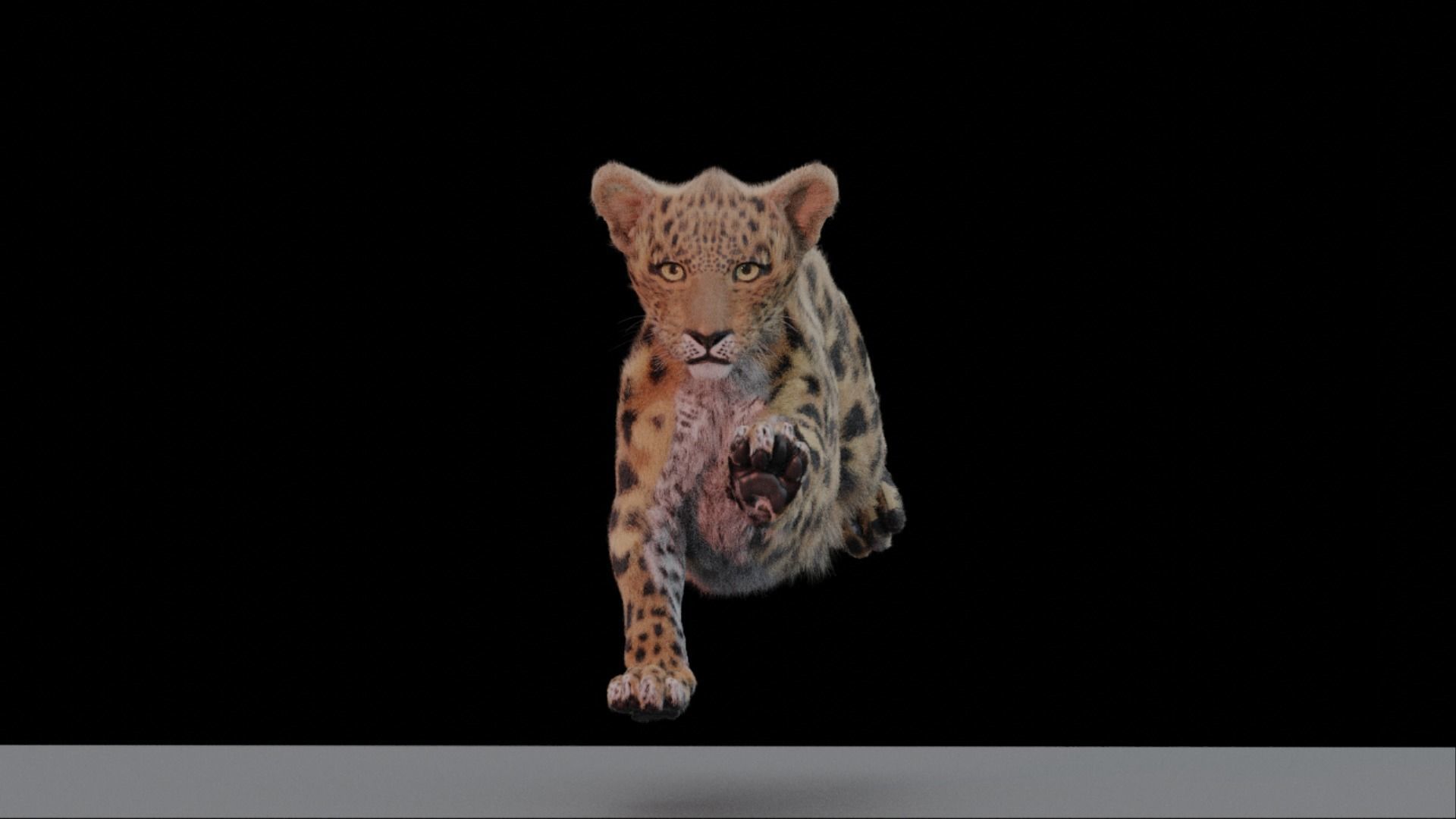 Jaguar leopard puma Fur Rigged and ANIMATED 3D model_9