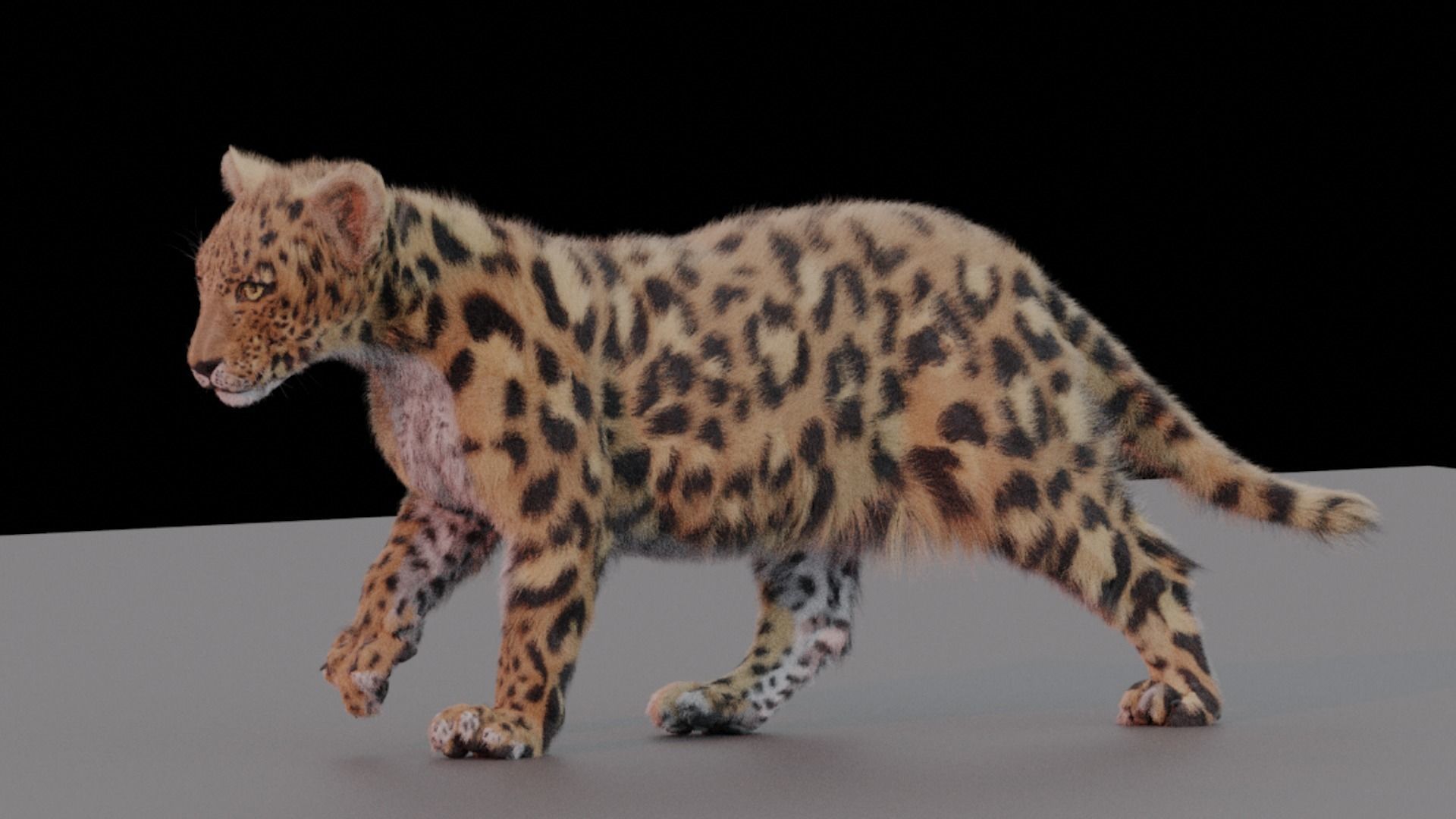 Jaguar leopard puma Fur Rigged and ANIMATED 3D model_7