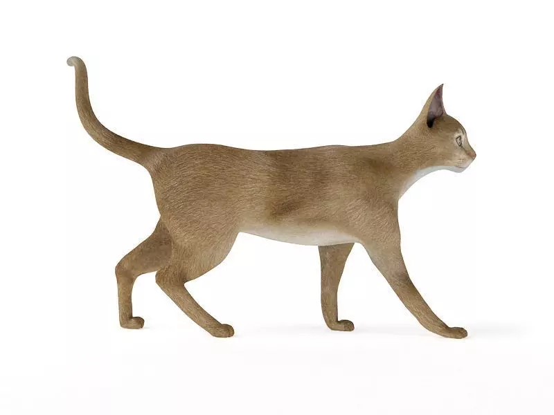 Feline Animal Cat 3D model_0