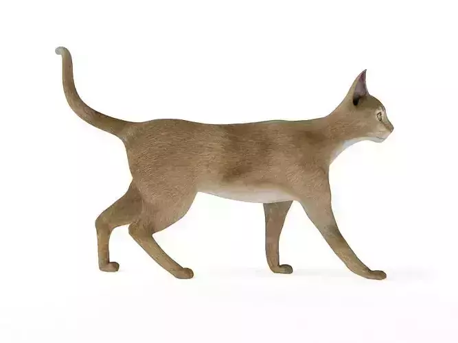 Feline Animal Cat 3D model