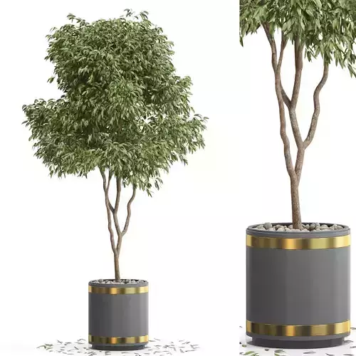 Plants collection 651