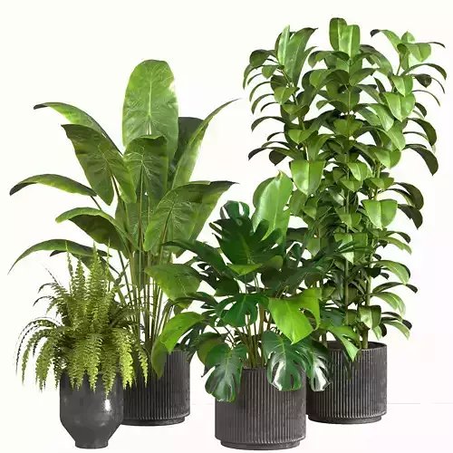 Indoor Plants in Concrete Pot-set 02