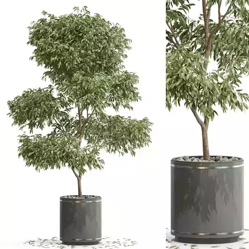 Plants collection 652