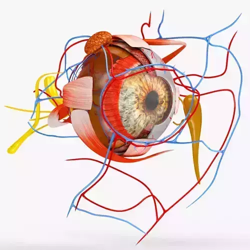 Eye Anatomy Low-poly 3D model