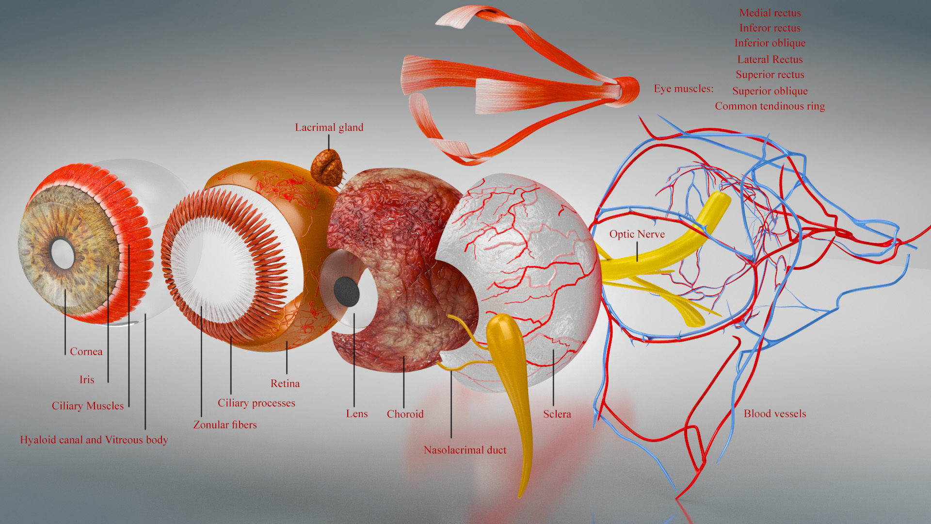 Eye Anatomy Low-poly 3D model_4