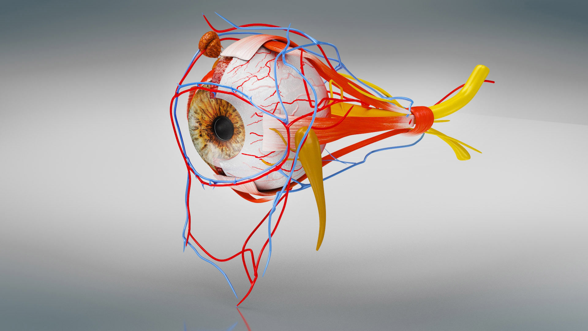 Eye Anatomy Low-poly 3D model_5