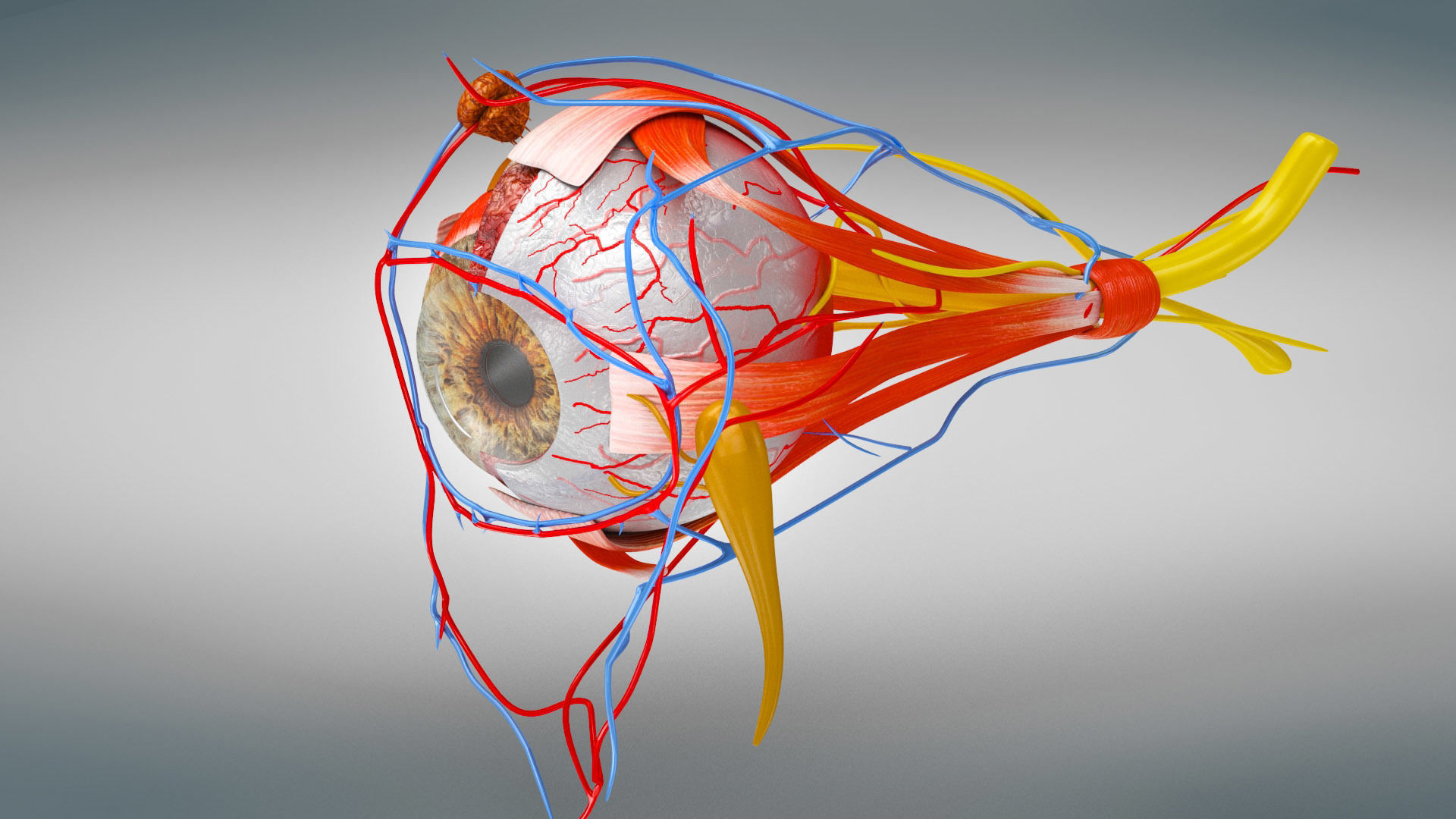 Eye Anatomy Low-poly 3D model_7