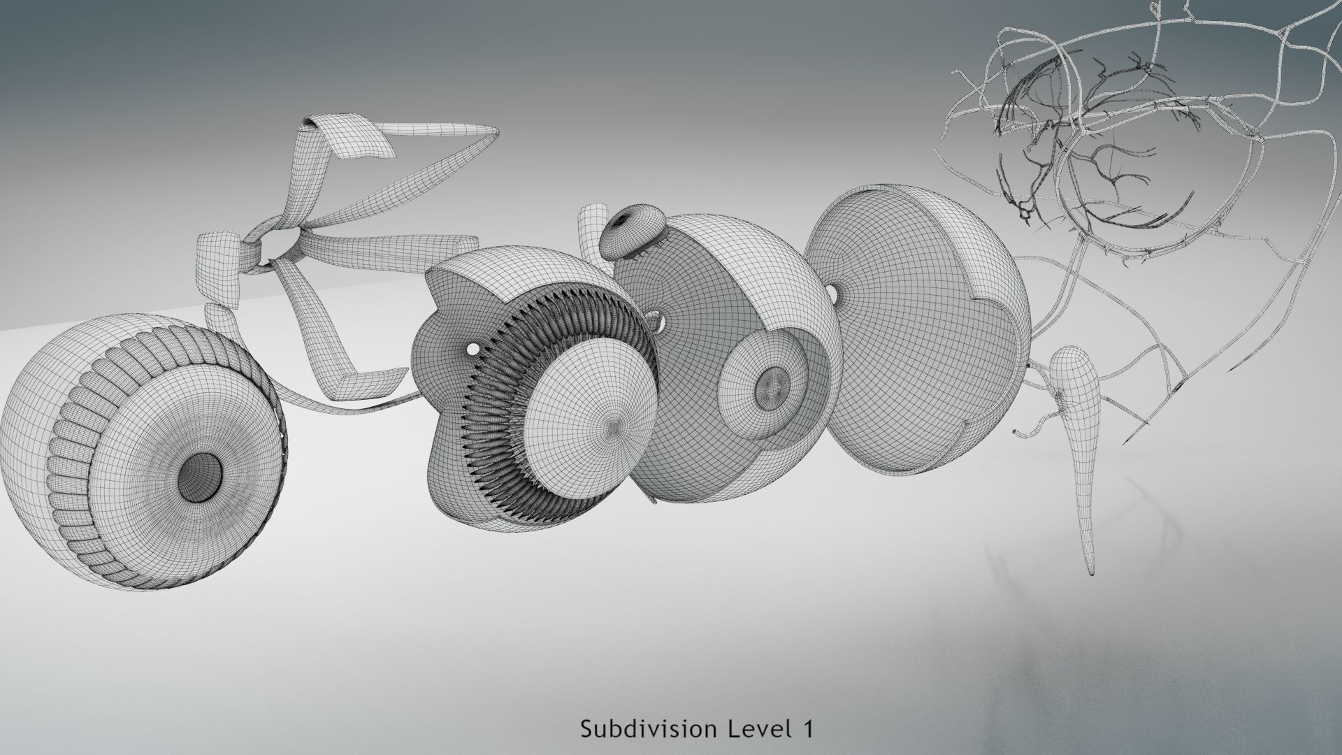 Eye Anatomy Low-poly 3D model_22