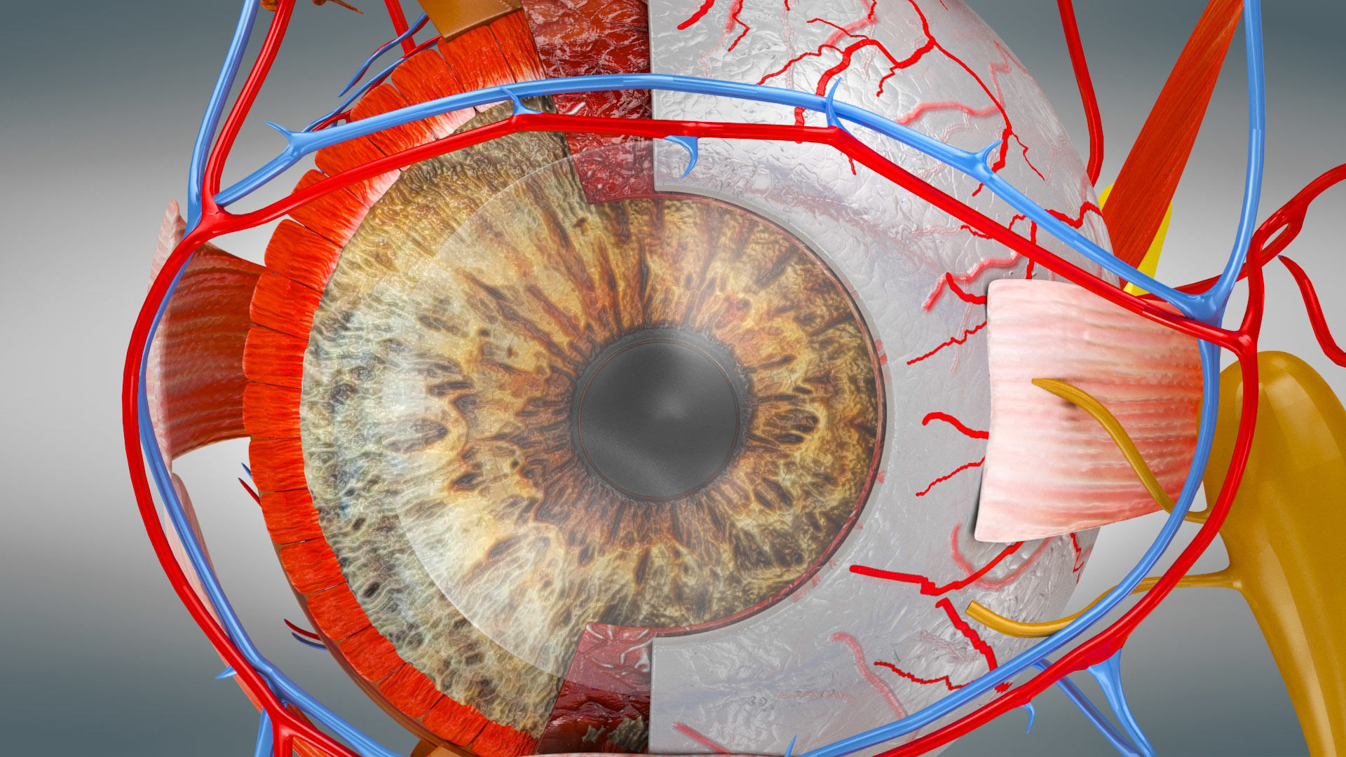 Eye Anatomy Low-poly 3D model_10
