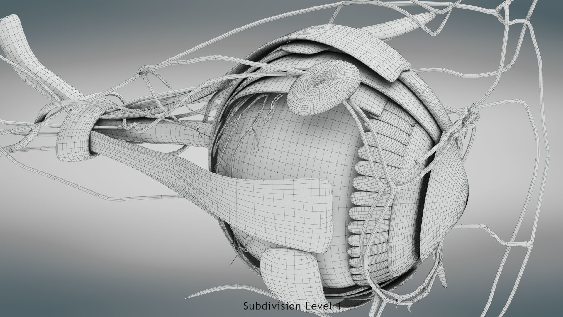 Eye Anatomy Low-poly 3D model_37