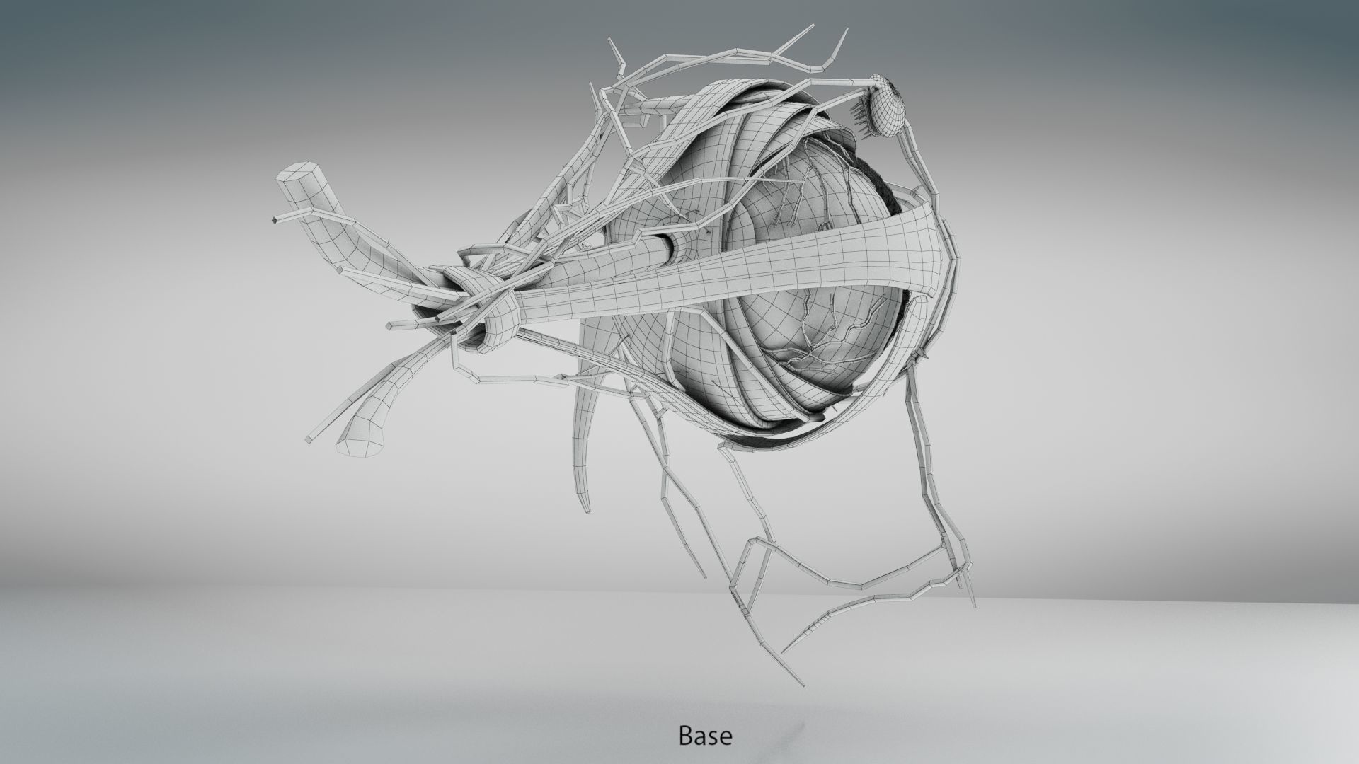 Eye Anatomy Low-poly 3D model_32