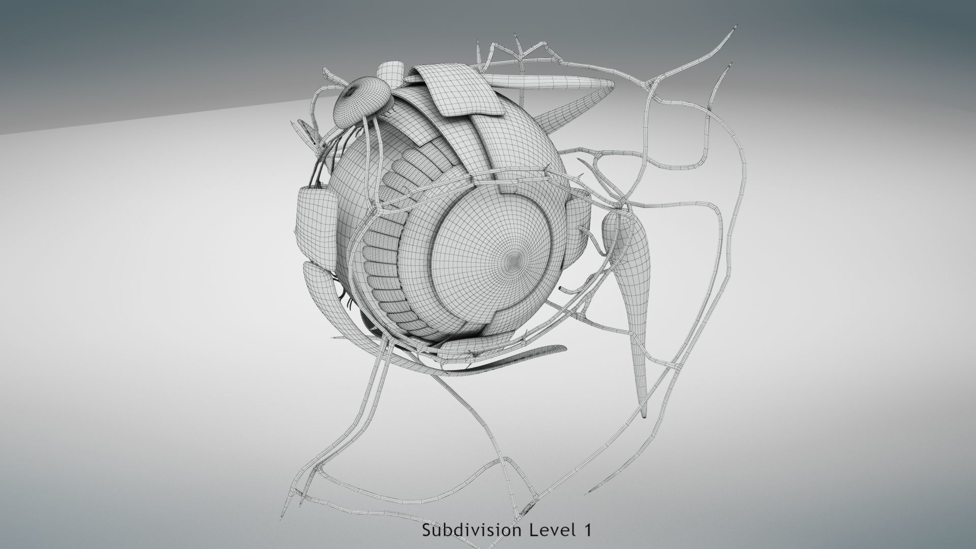Eye Anatomy Low-poly 3D model_18