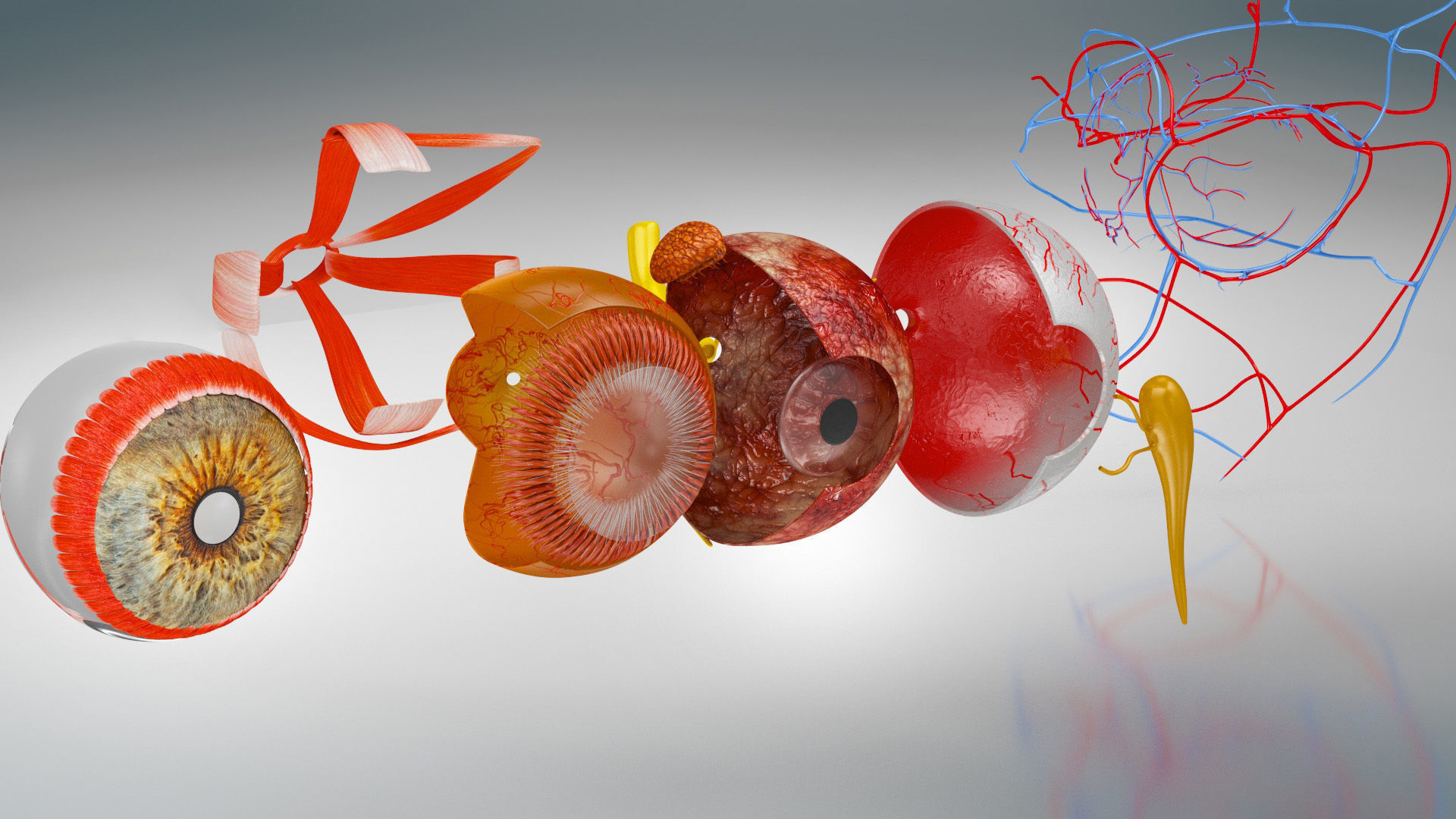 Eye Anatomy Low-poly 3D model_13
