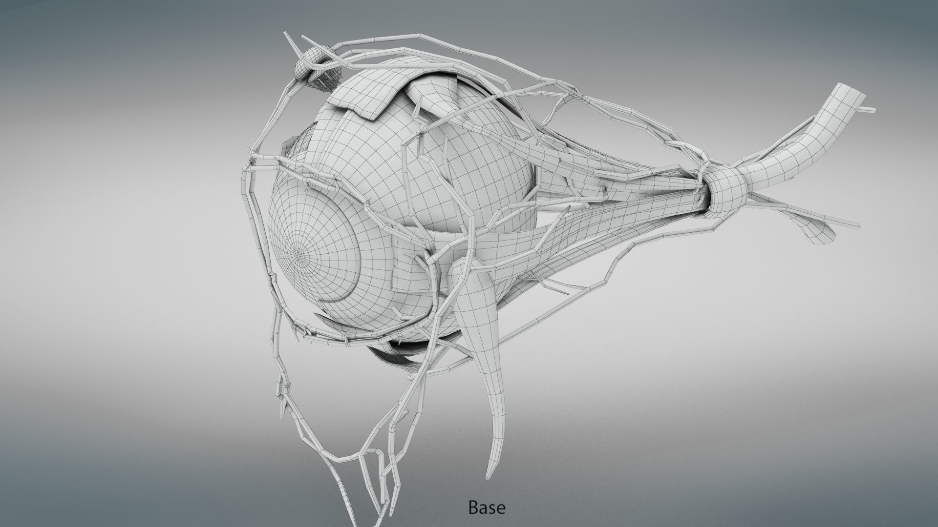 Eye Anatomy Low-poly 3D model_34