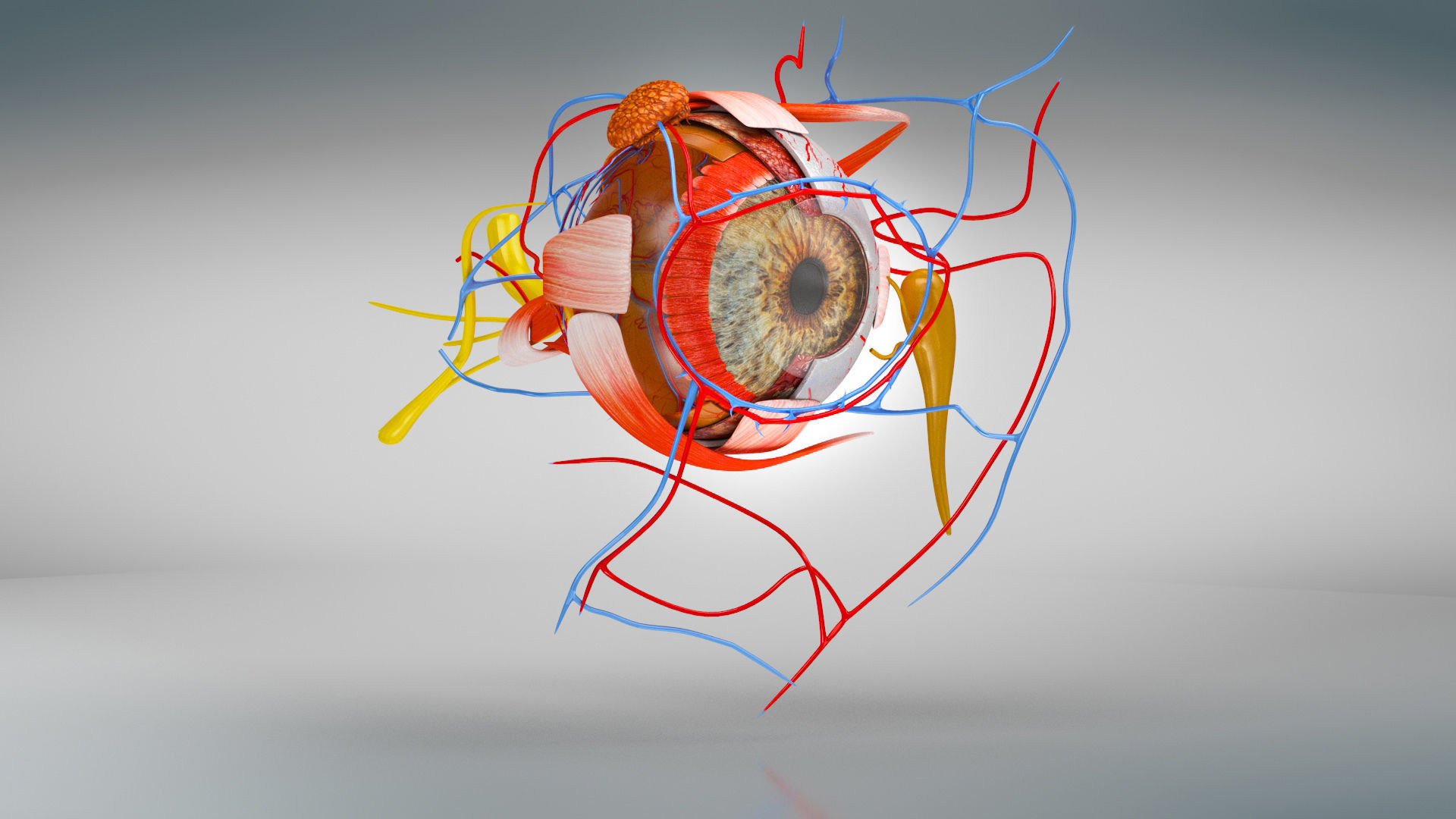 Eye Anatomy Low-poly 3D model_3