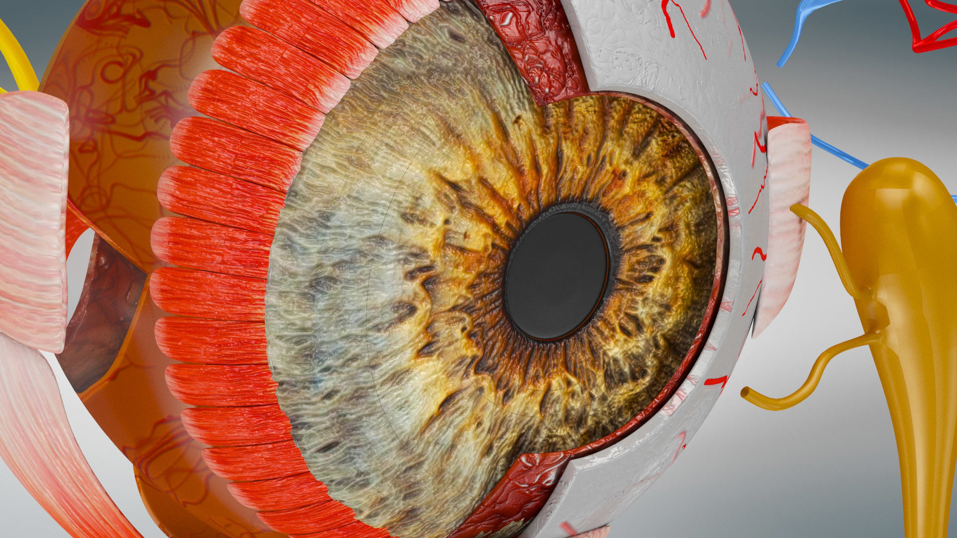 Eye Anatomy Low-poly 3D model_12