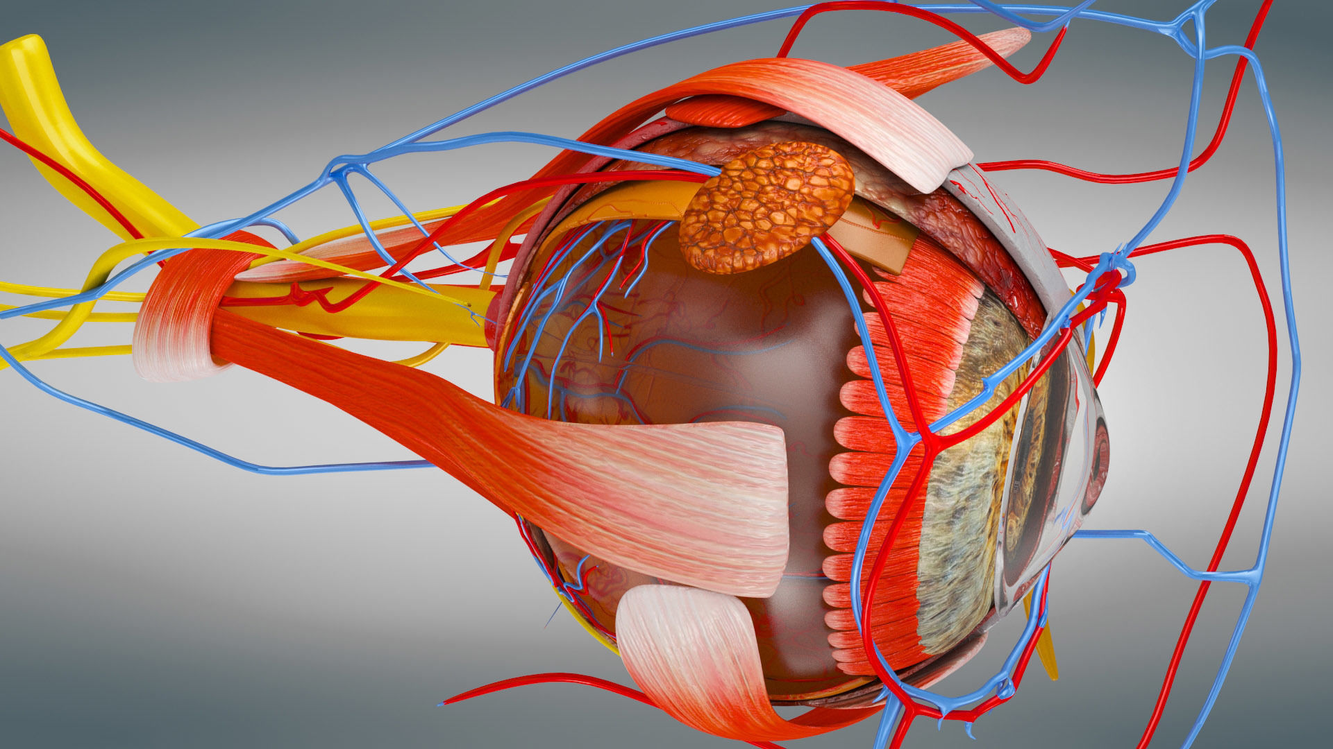 Eye Anatomy Low-poly 3D model_9