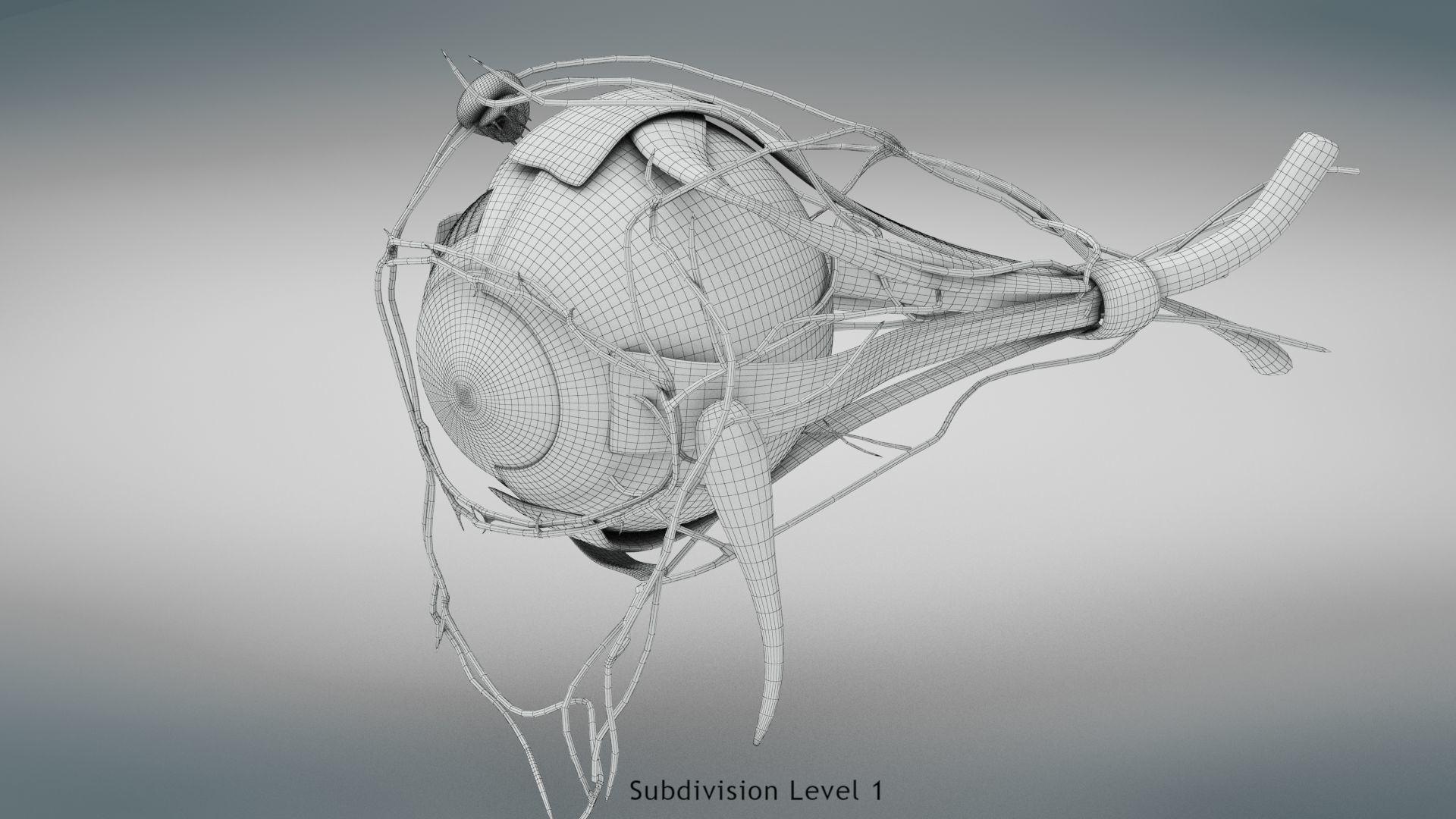 Eye Anatomy Low-poly 3D model_33