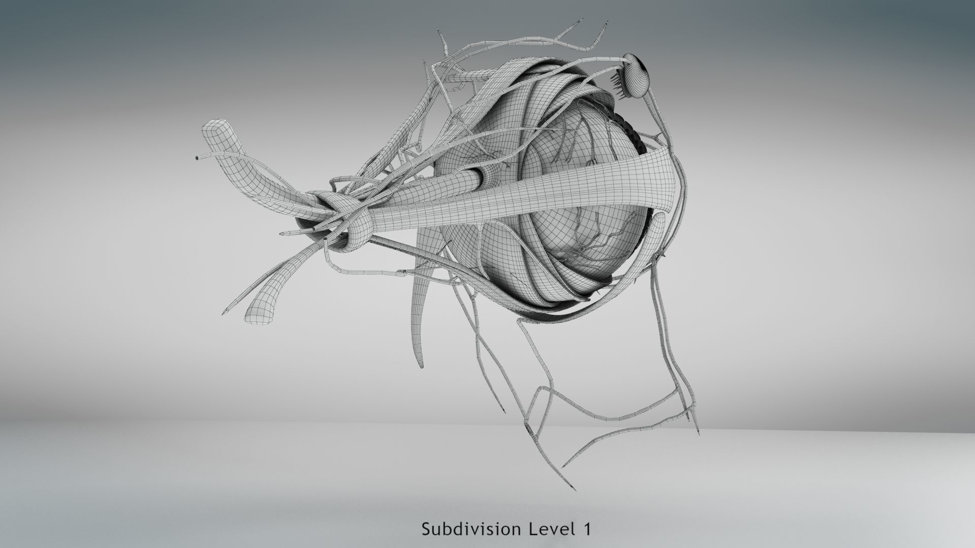 Eye Anatomy Low-poly 3D model_31