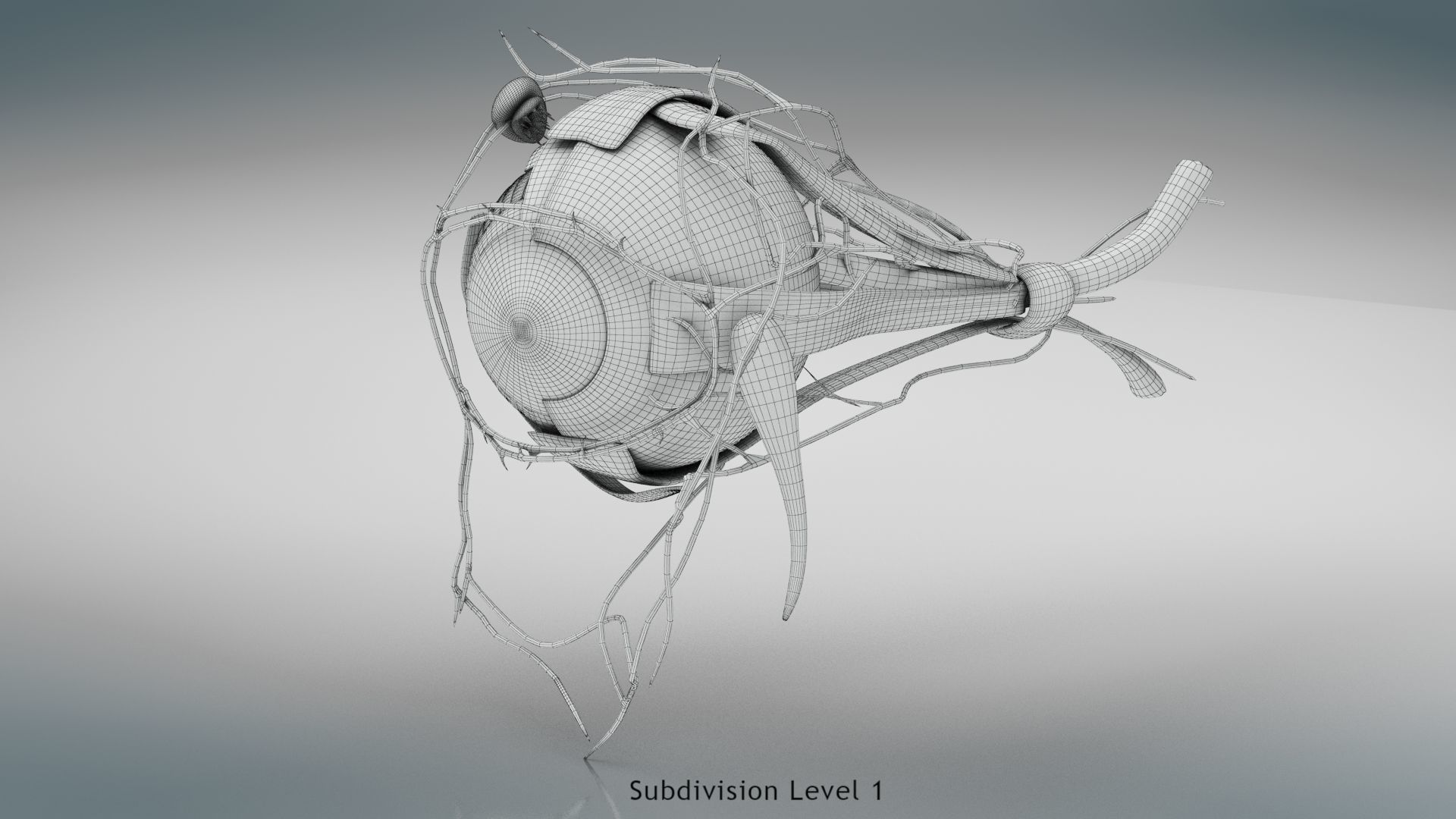 Eye Anatomy Low-poly 3D model_29