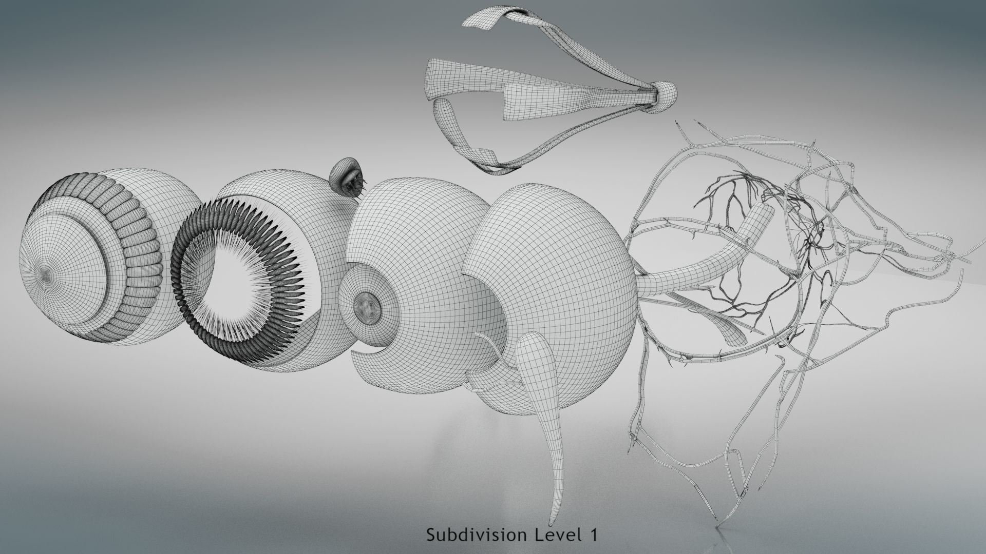 Eye Anatomy Low-poly 3D model_25