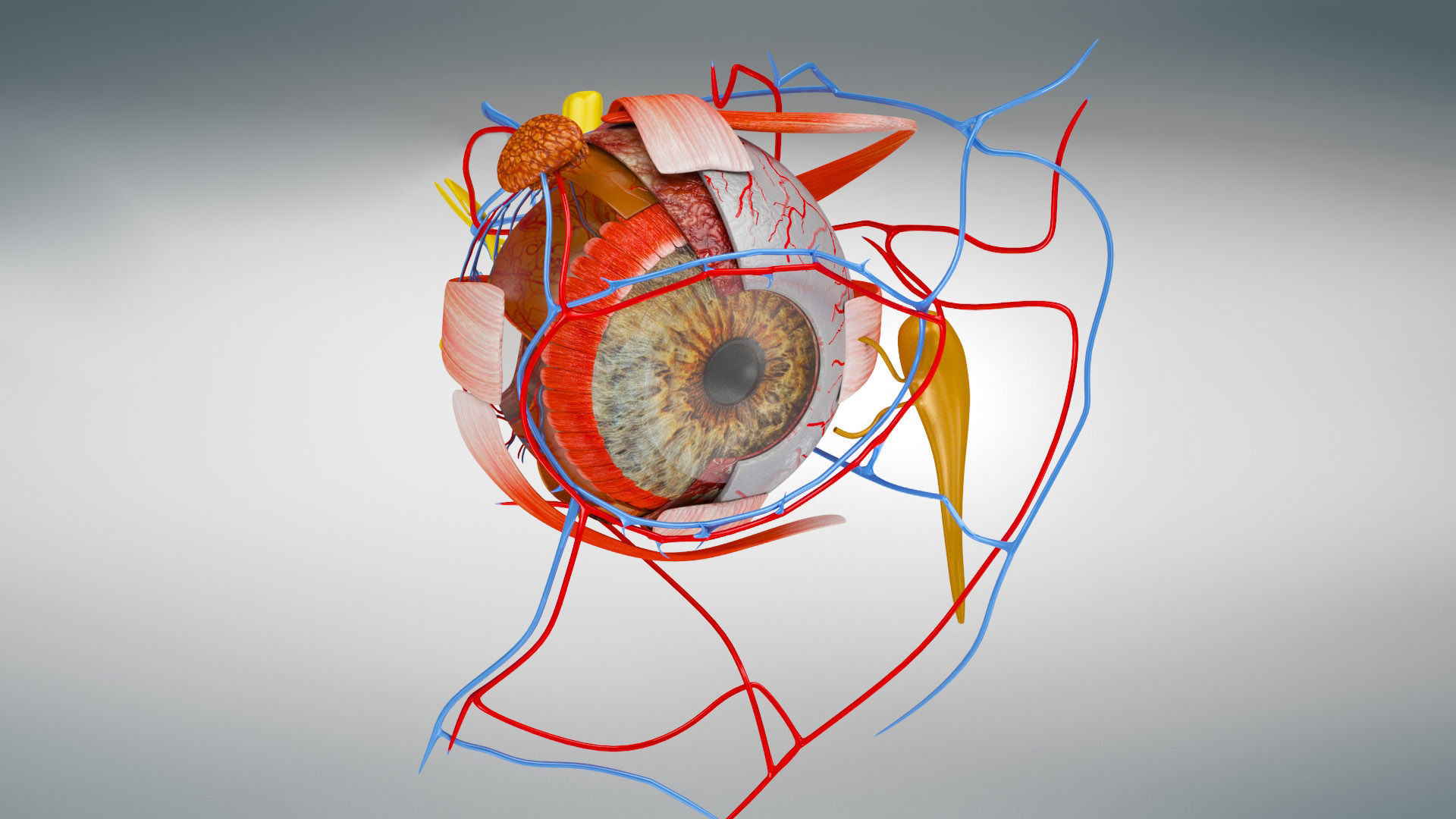 Eye Anatomy Low-poly 3D model_11