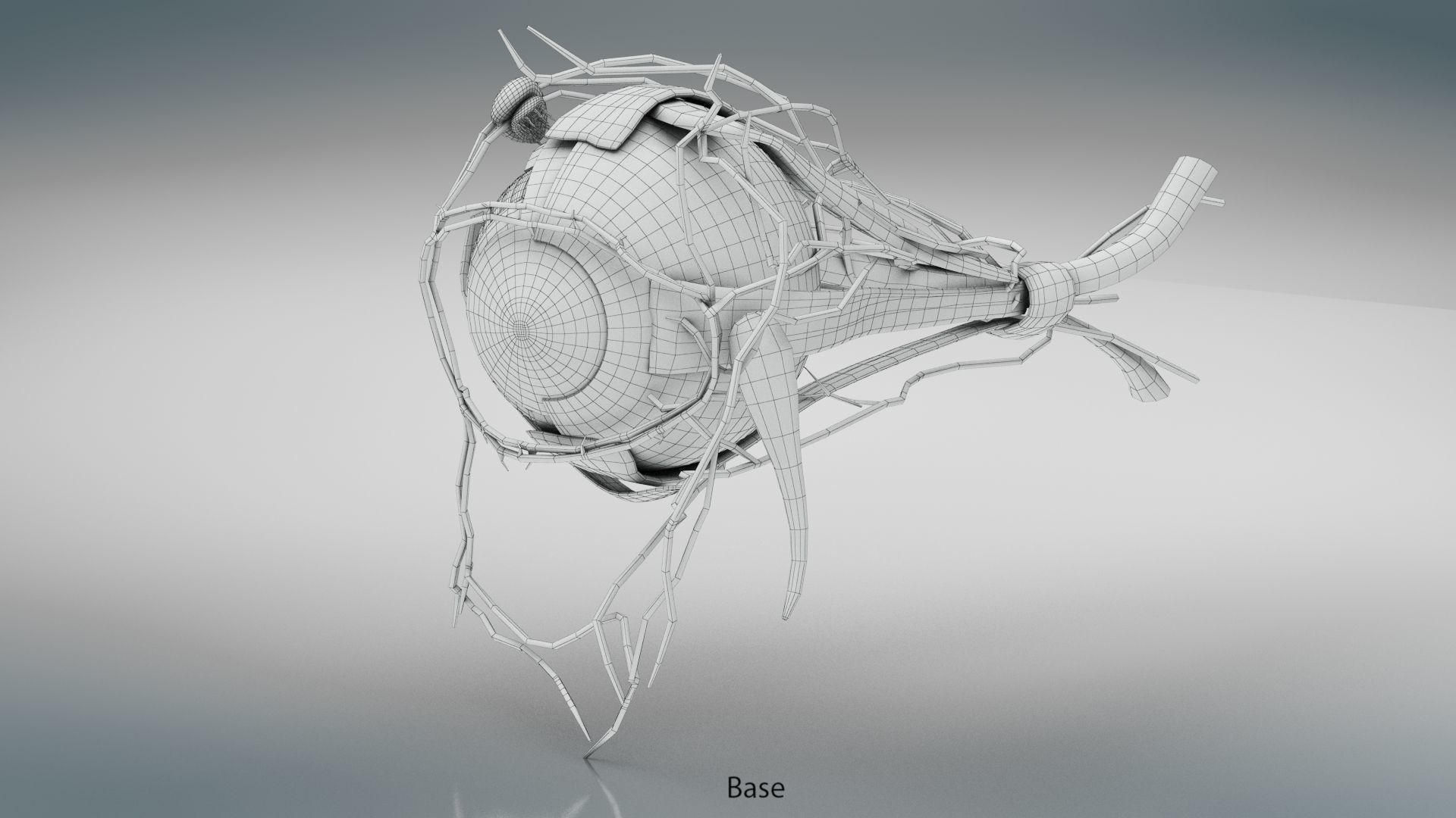 Eye Anatomy Low-poly 3D model_30