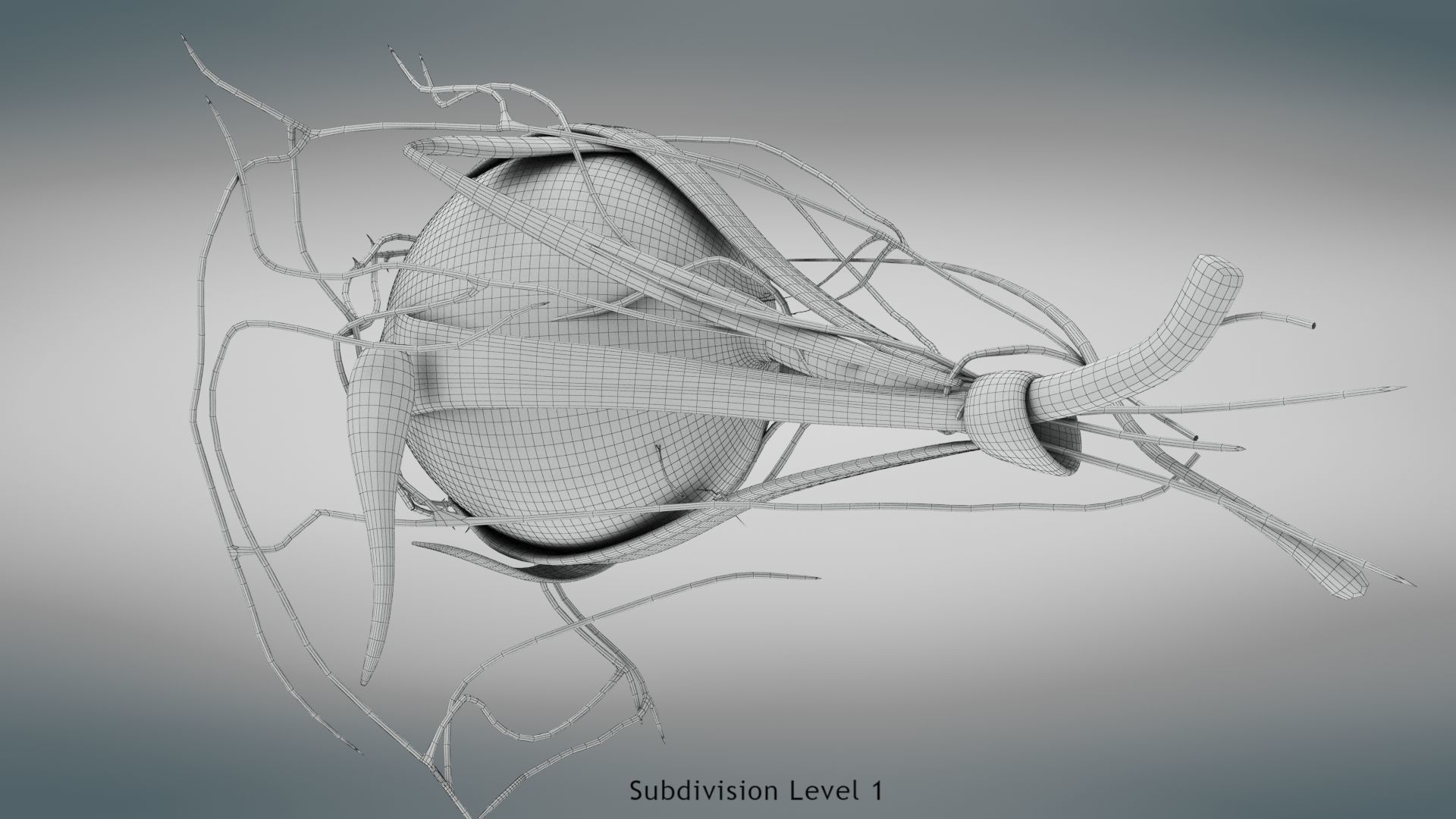 Eye Anatomy Low-poly 3D model_35