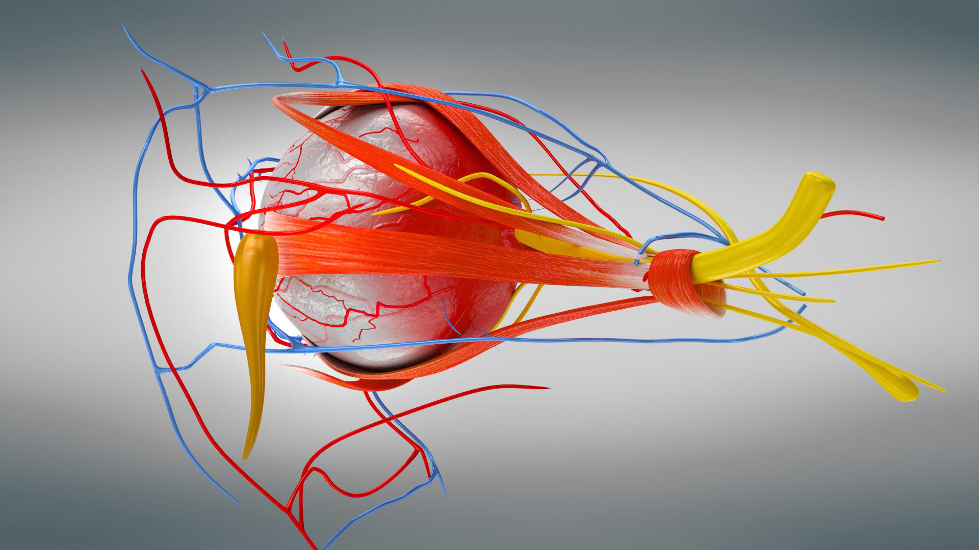 Eye Anatomy Low-poly 3D model_8