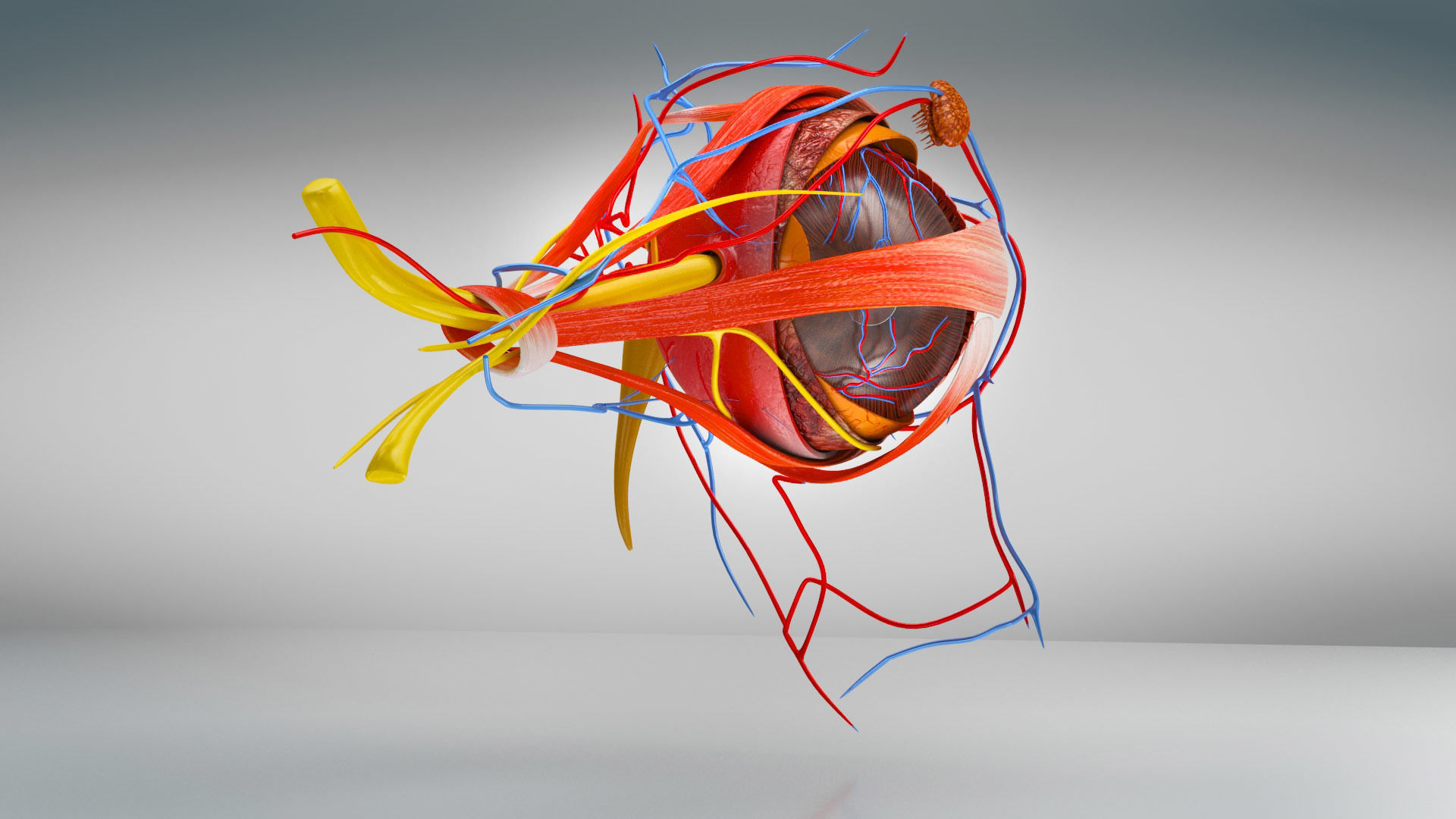Eye Anatomy Low-poly 3D model_6