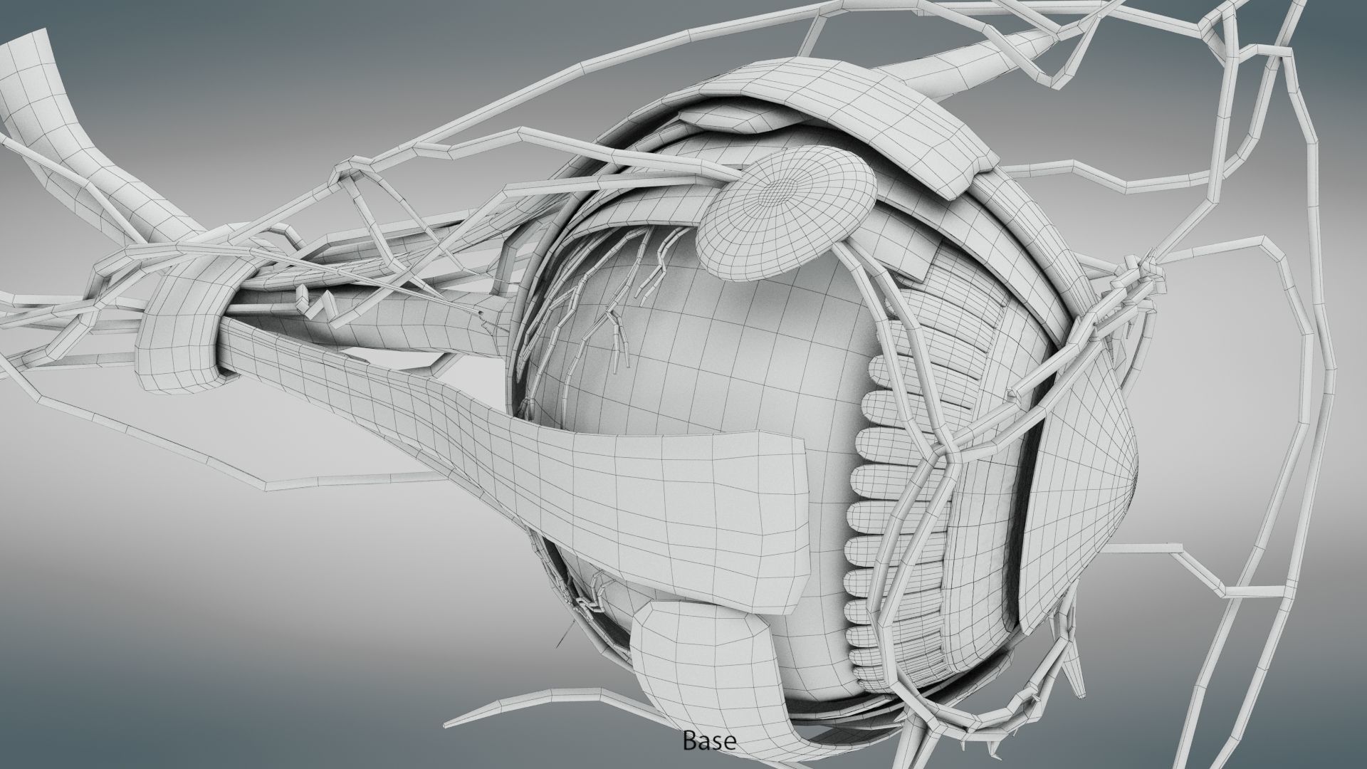 Eye Anatomy Low-poly 3D model_15