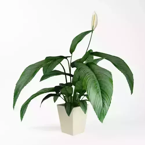 Potted Flower Plant