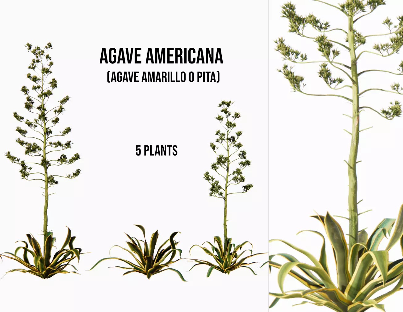Agave americana 3D model