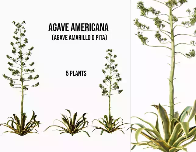 Agave americana 3D model