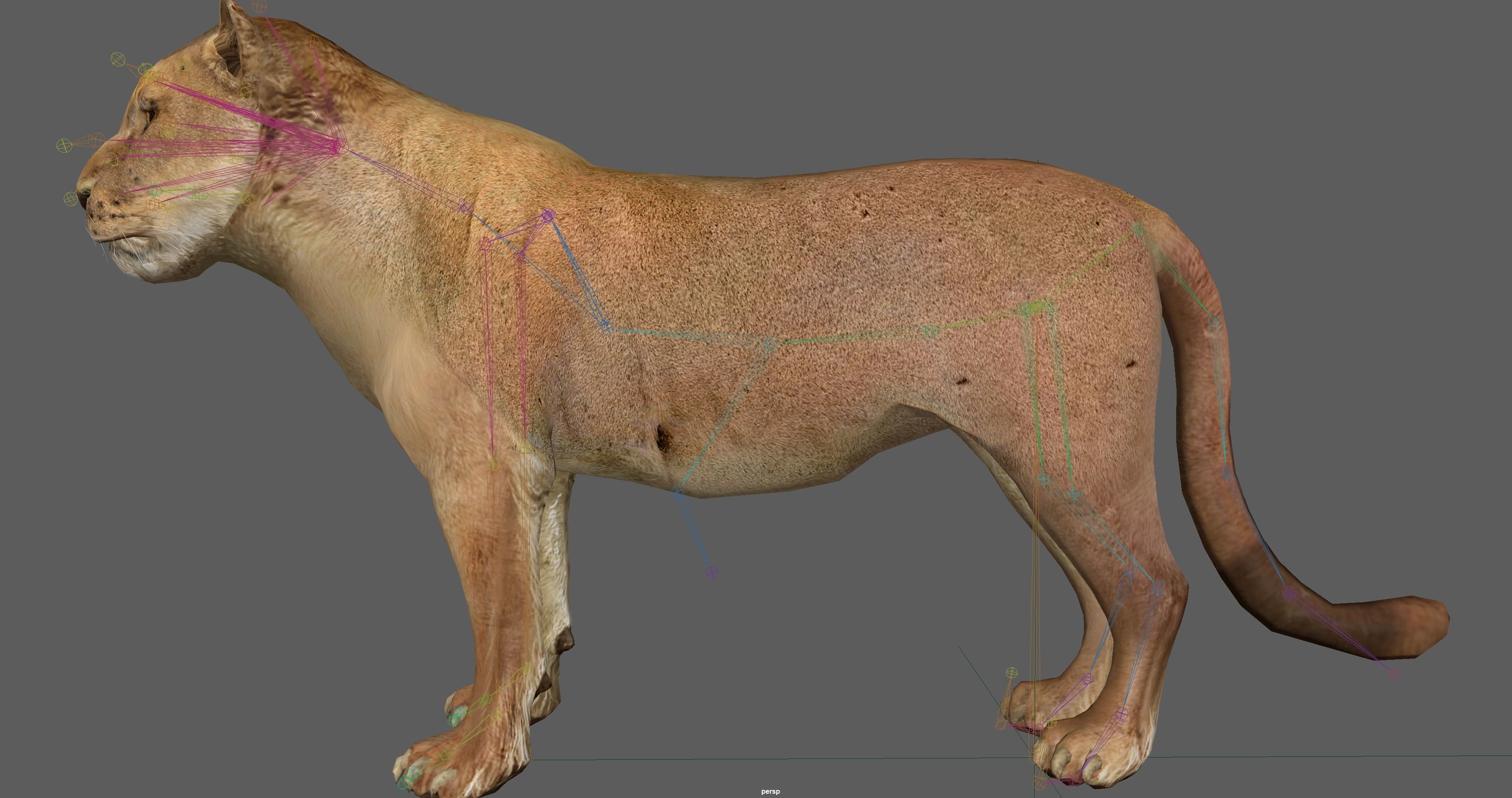 Lion female - Lioness Rig Low-poly 3D model_19